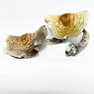 Jumbo Brazilian Cubensis